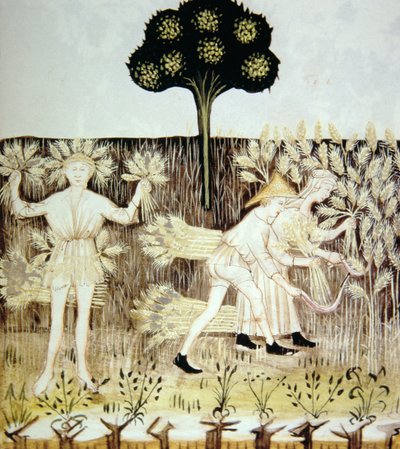 Summer: Harvesting the Wheat (illustration from Tacuinum Sanitatis Codex Vindobonensis) by Italian School